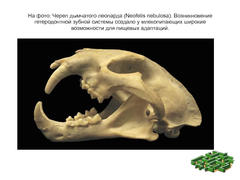 Гетеродонтная зубная система у млекопитающих. Череп дымчатого леопарда. Гомодонтная зубная система. Гетеродонтная зубная система характерна для.