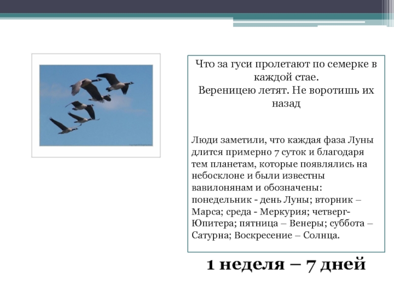 Вереница это. Вереница гусей. Что за гуси пролетают по семерке в каждой стае. Гуси улетают вереницей. Что за птицы пролетают по семёрке в каждой стае.