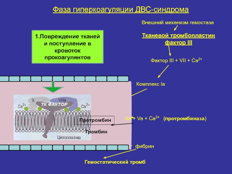 Патофизиология гемостаза презентация