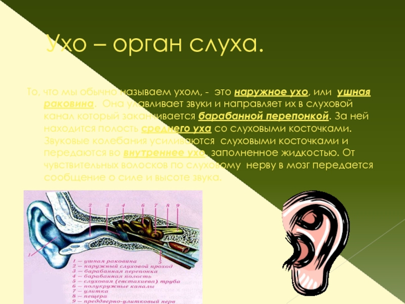 Верные признаки органов слуха человека
