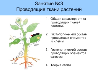 Проводящие тани растений