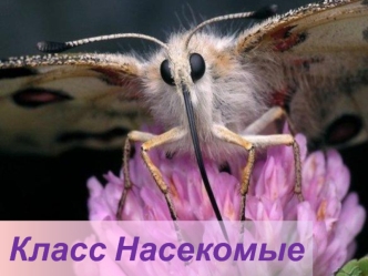 Класс Насекомые