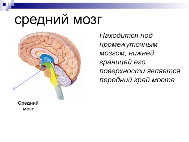 Промежуточный мозг располагается в. Наружное строение среднего мозга. Строение среднего мозга мозга. Внутреннее строение среднего мозга. Средний мозг строение и функции.