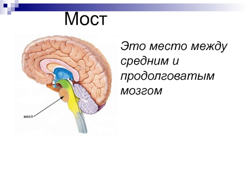 Мост мозга расположен. Средний мозг и мост. Продолговатый мозг и мост. Мозговой мост. Мост мозга функции.