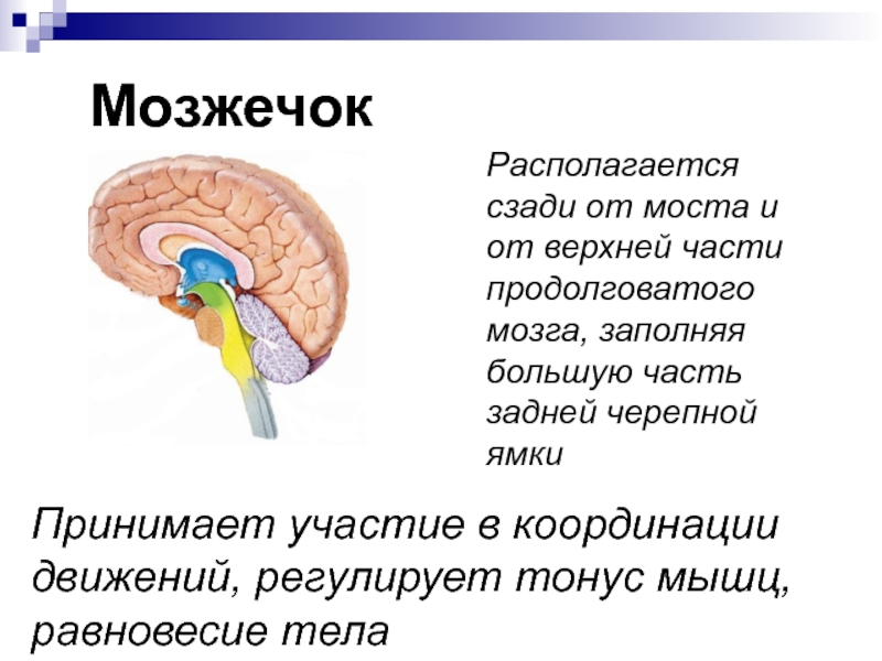 Центр координации движений находится в каком мозге. Мозжечок строение и функции. Головной мозг мозжечок строение и функции. Мозжечок положение строение. Строение структуры мозжечка.