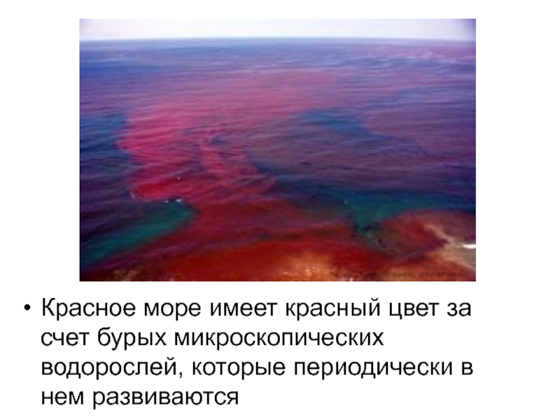 Реферат: Красное море