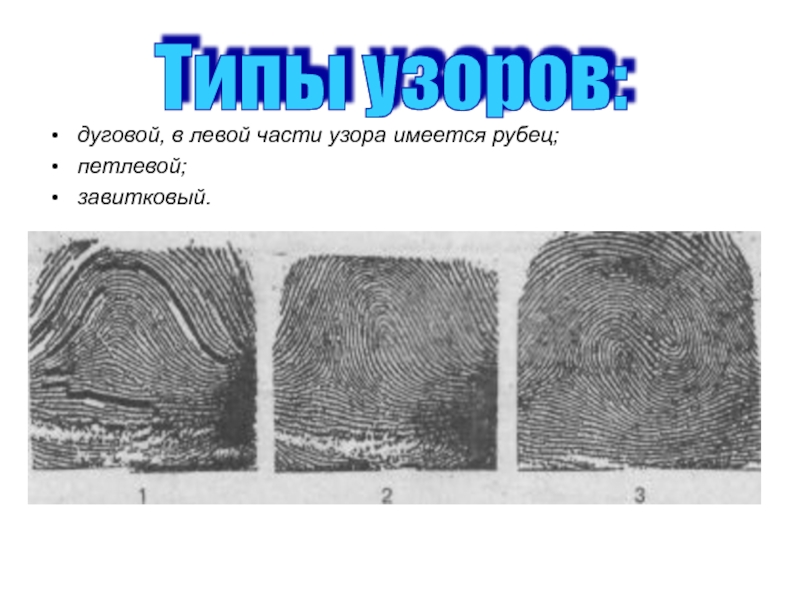 Папиллярные узоры криминалистика