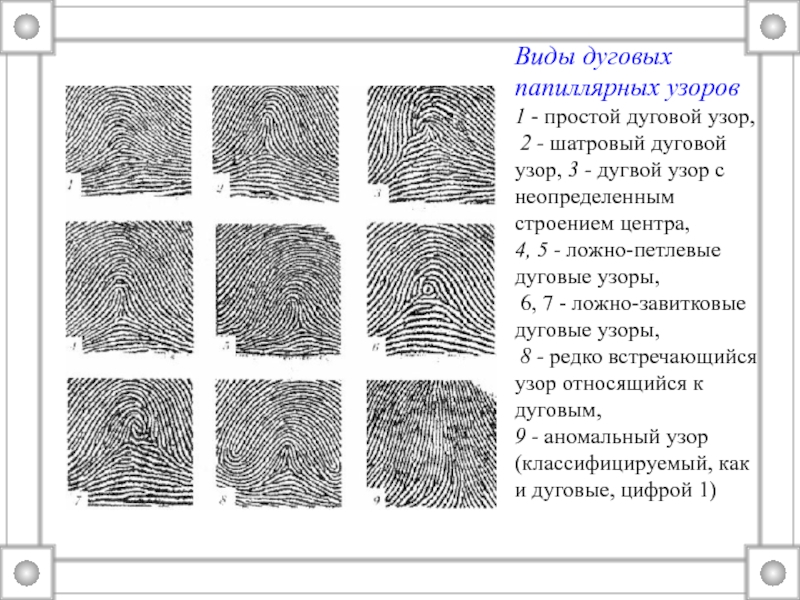 Типы и виды узоров. Дуговой Тип папиллярных узоров. Петлевой Тип папиллярных узоров. Типы завитковых папиллярных узоров. Типы папиллярных узоров пальцев рук криминалистика.