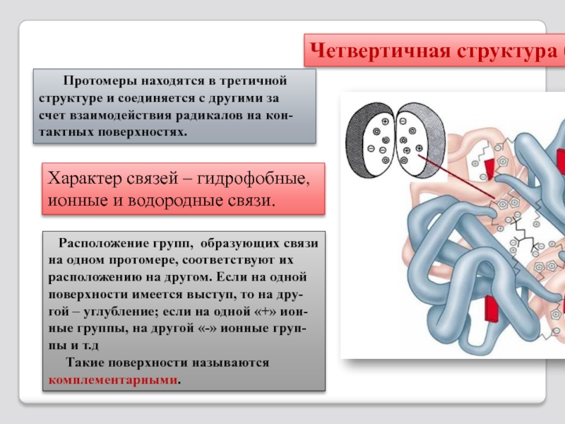 Кооперативные изменения конформации протомеров