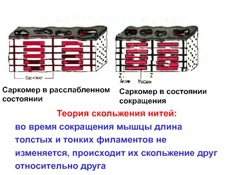 Нарисуйте саркомер в состоянии расслабления и полного сокращения