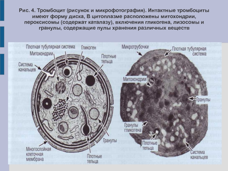 Фото тромбоцитов под микроскопом