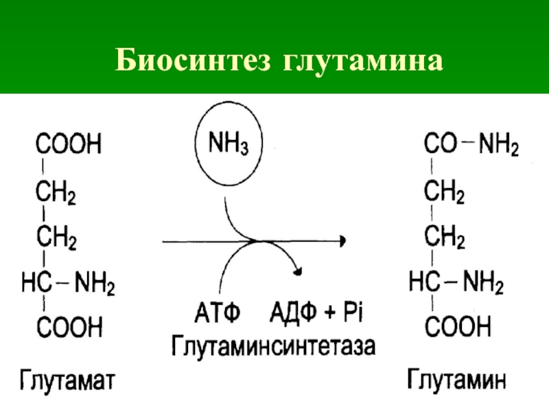 Биосинтез глутамина