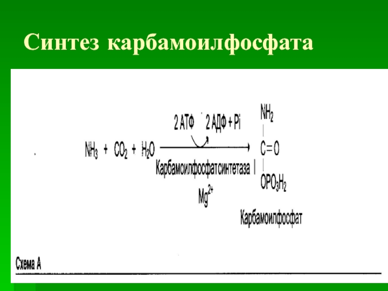 Синтез карбамоилфосфата