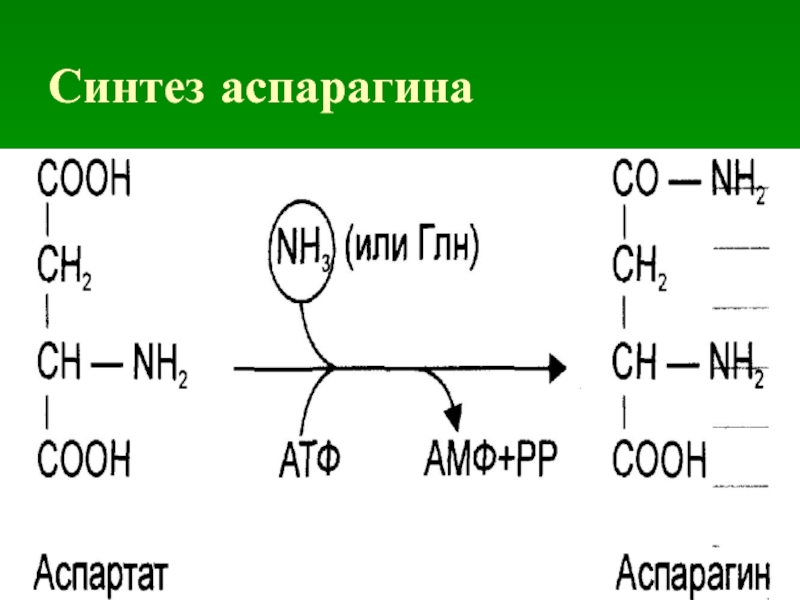 Синтез аспарагина