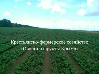 Крестьянско-фермерское хозяйство Овощи и фрукты Крыма