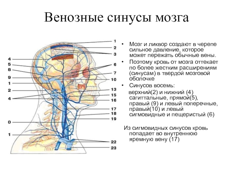 Нарушен венозный отток в голове