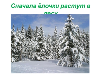 Сначала ёлочки растут в лесу
