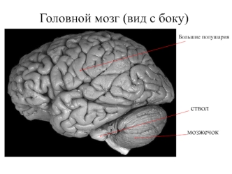 Головной мозг (вид сбоку)