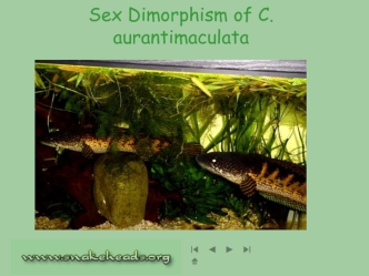 Sex Dimorphism of C. aurantimaculata