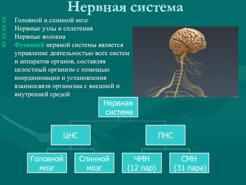 Схема головной мозг спинной мозг