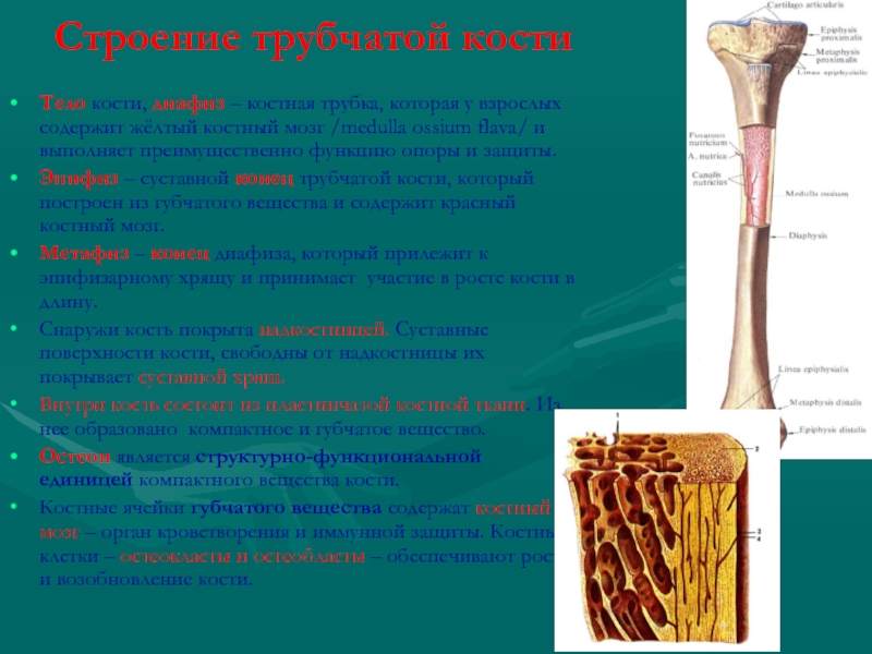 Функция желтого костного мозга в трубчатой кости. Строение трубчатой кости гистология. Диафиз и эпифиз костей. Структура диафиза трубчатой кости. Функции диафиза трубчатой кости.