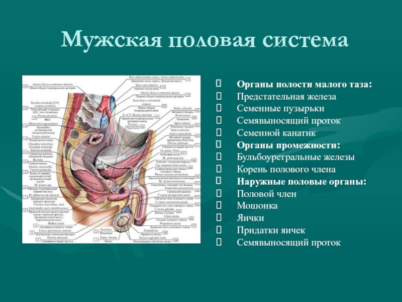 Мужские половы органы