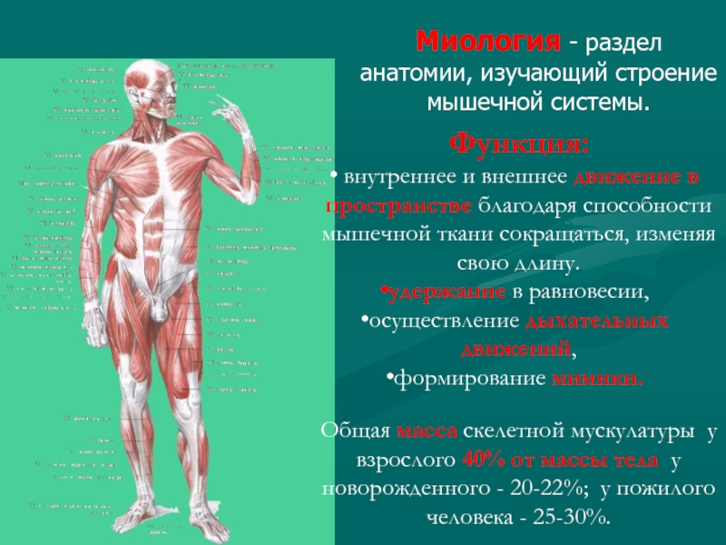 Мышцы анатомия презентация