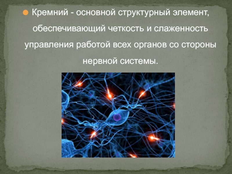 Обеспечивающий элемент это. Кремний элемент. Кремний в биологии. Кремний в нервной системе. Кремний в живых организмах презентация.