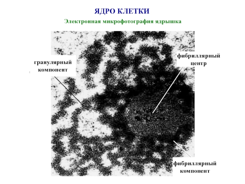 Многоядерные клетки. Ядро клетки электронная микрофотография. Ядрышки клетки электронная микрофотография. Ядрышко электронная микрофотография. Ядерные поры электронная микрофотография.