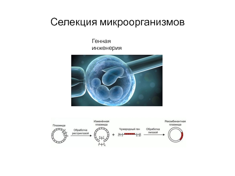 Генная инженерия презентация 10 класс