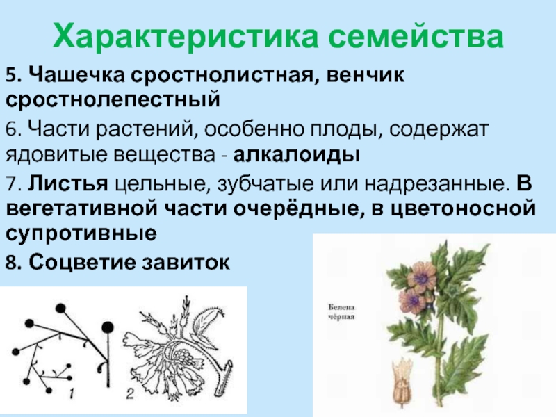 Семейство бурачниковые презентация