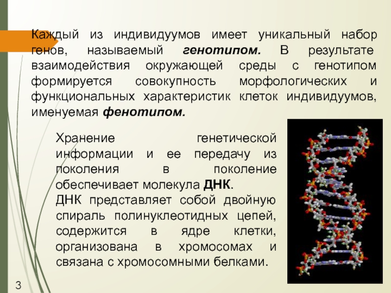 Взаимодействие генотипа и среды презентация 10 класс