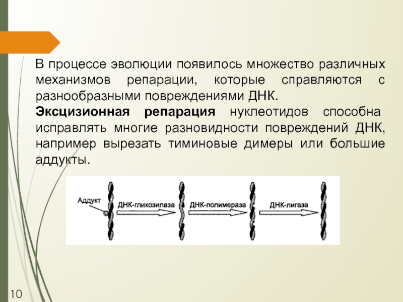 В процессе эволюции появилась. Эксцизионная репарация. Репарация в международном праве. Способна к репарации.