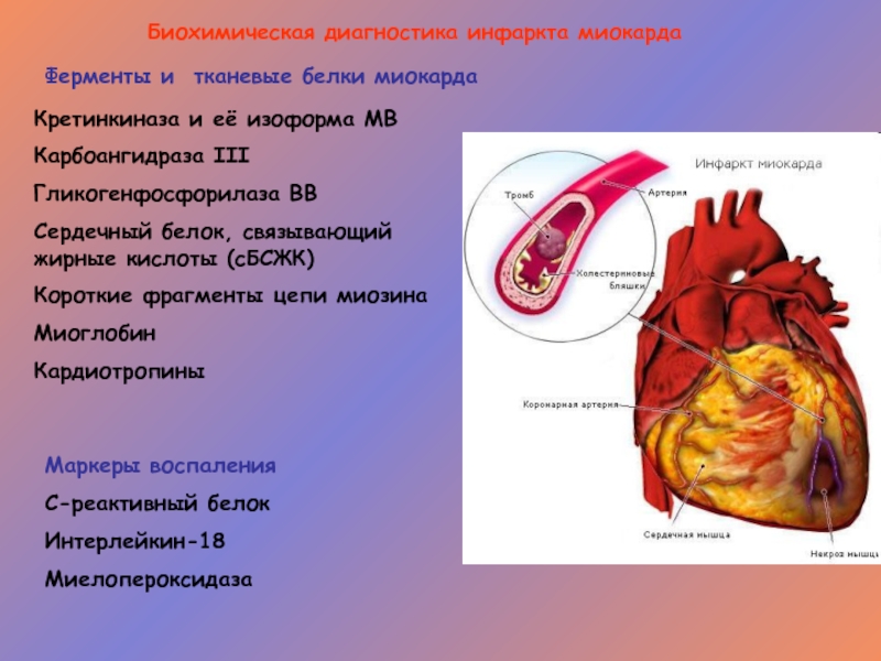 Белок сердечной недостаточности. Белки миокарда. Белки инфаркта миокарда. Сердечный белок. Аномалии сердечно-сосудистой системы.