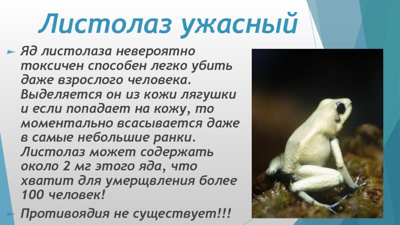 Роль амфибии. Влияние на человека очаровательного листолаза лягушки. Листолаз лягушка сколько может убить человек.