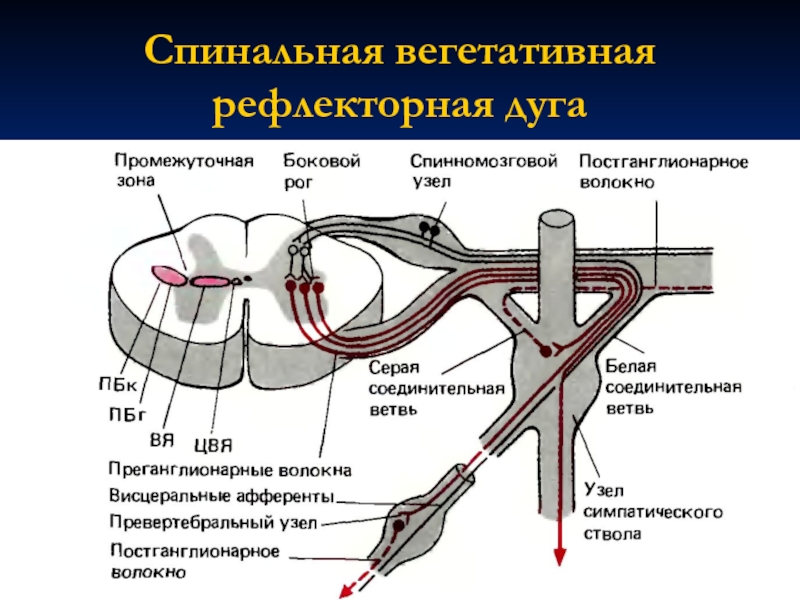 Вегетативная дуга рисунок