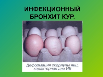 Инфекционный бронхит кур