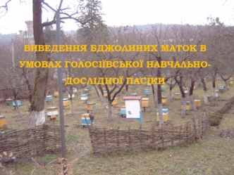 Виведення бджолиних маток в умовах Голосіївської навчально-­дослідної пасіки