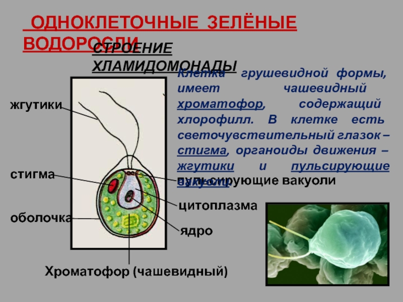 Одноклеточная зеленая водоросль хламидомонада