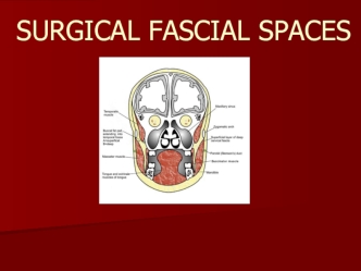 Surgical fascial spaces