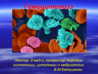 Этапы формирования кроветворных органов в филогенезе