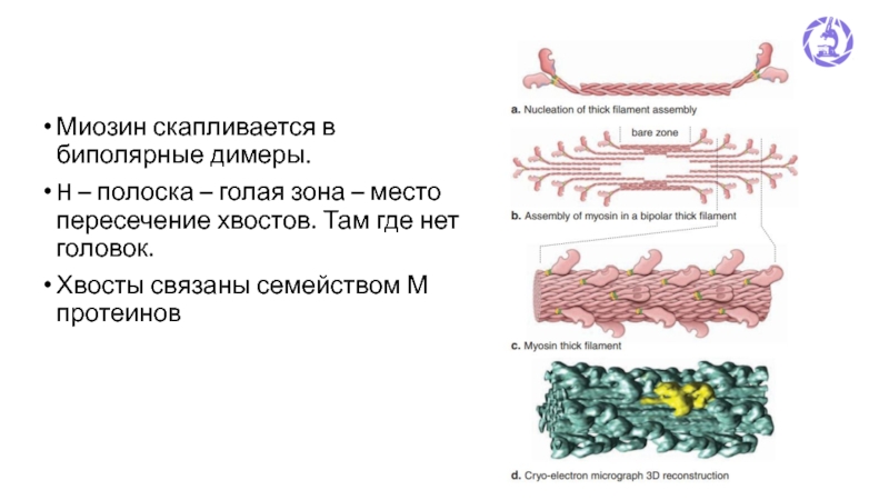 Миозин доклад. Головки и хвосты миозина. Структура головка к хвосту протофибрил. Миозин мышечной ткани