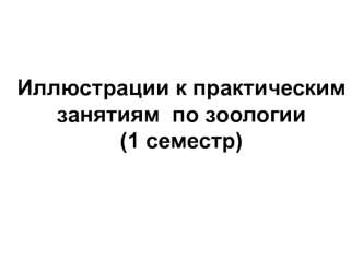 Иллюстрации к практическим занятиям по зоологии