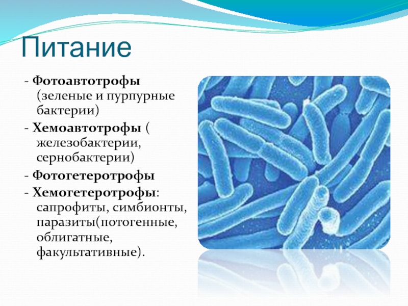 Особенности бактериальной. Хемоавтотрофы и хемогетеротрофы. Гнилостные бактерии сапрофиты. Хемогетеротрофы бактерии. Хемоавтотрофы бактерии.