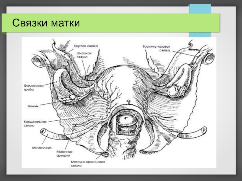 Женские органы. Связочный аппарат матки анатомия. Воронко тазовая связка матки. Круглая связка матки анатомия. Прямокишечно-маточная связка.