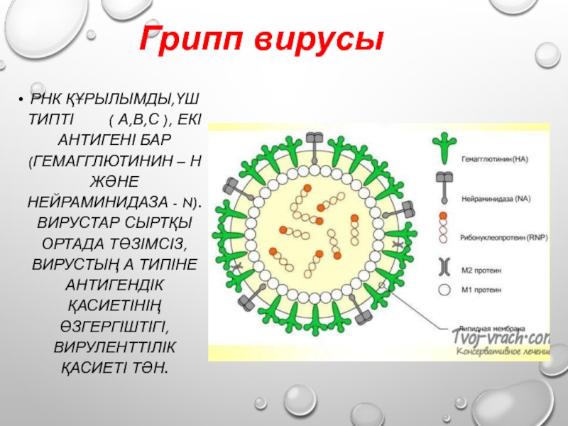 Рнк вирус гриппа а. Гемагглютинин вируса гриппа. Вирустар биология. Функции гемагглютинина вируса гриппа. Нейраминидаза и гемагглютинин гриппа.