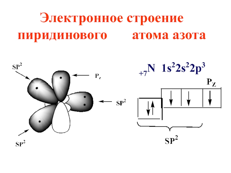 Изобразите строение атома азота. Электронное строение пиридинового атома азота. Электронное строение пиррольного и пиридинового атома азота. Схема перекрывания атомных орбиталей азота. Строение электронных орбиталей азота.