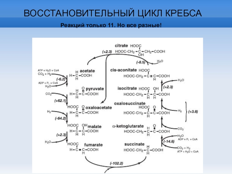 Цикл коа. Цикл Кребса биохимия 8 реакций. Подготовительная реакция цикла Кребса. Четвертая реакция цикла Кребса. Цикл Кребса биохимия с ферментами.
