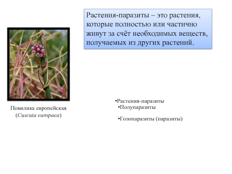 Распределите предложенные растения по группам полупаразиты паразиты. Сорные растения паразиты и полупаразиты. Растения паразиты и растения полупаразиты таблица. Растения паразиты примеры. Повилика паразитическое растение.