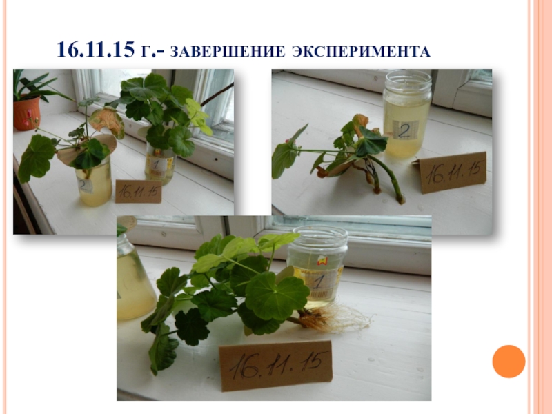 По завершению эксперимента мы получили результат поднявшись. Завершение эксперимента. Влияние этанола на растения.